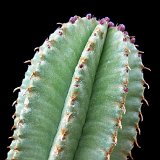 Euphorbia nesemannii P1190017.jpg